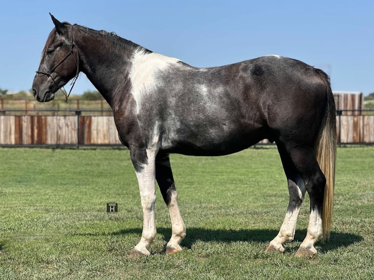 American Quarter Horse Castrone 4 Anni 163 cm Tobiano-tutti i colori in Jacksboro TX