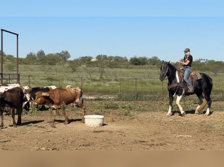 American Quarter Horse Castrone 4 Anni 163 cm Tobiano-tutti i colori in Jacksboro TX