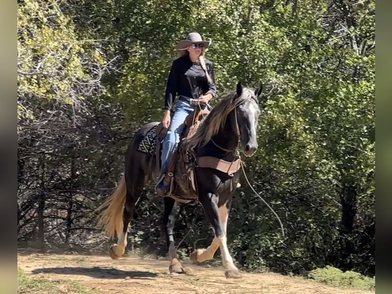 American Quarter Horse Castrone 4 Anni 163 cm Tobiano-tutti i colori in Jacksboro TX