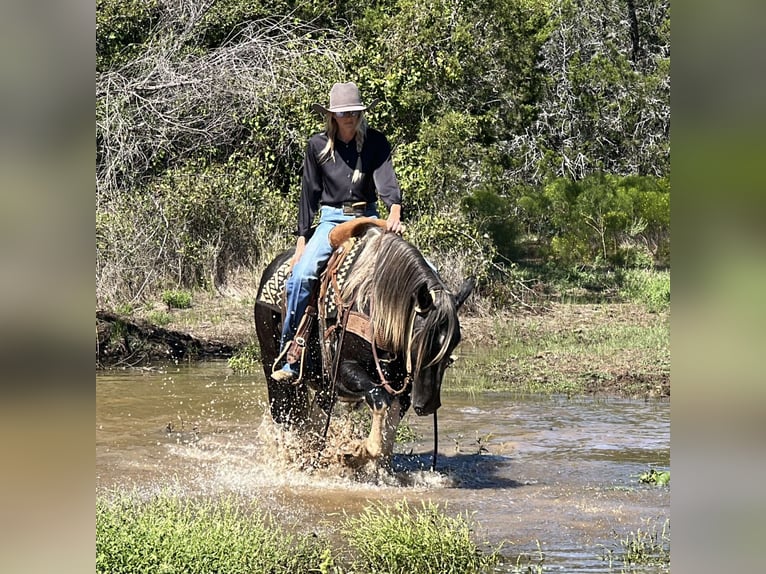 American Quarter Horse Castrone 4 Anni 163 cm Tobiano-tutti i colori in Jacksboro TX