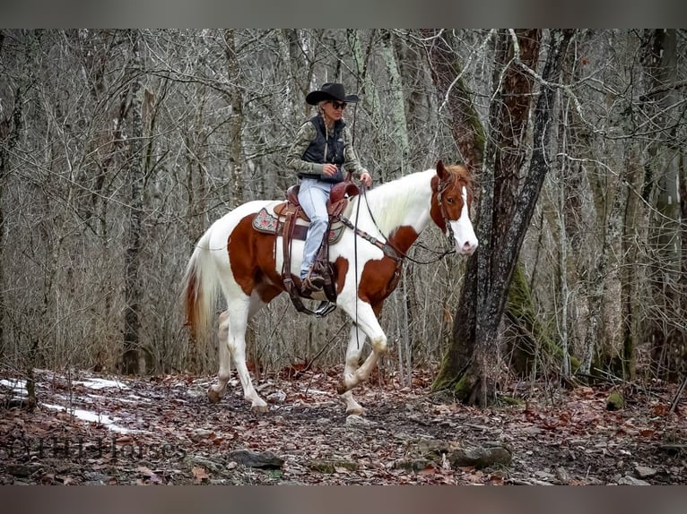 American Quarter Horse Castrone 4 Anni 163 cm Tobiano-tutti i colori in Flemingsburg, Ky