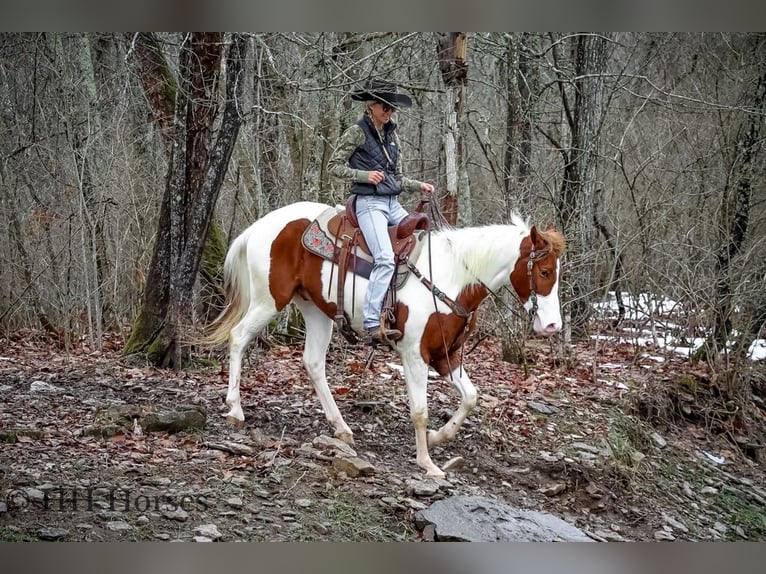 American Quarter Horse Castrone 4 Anni 163 cm Tobiano-tutti i colori in Flemingsburg, Ky