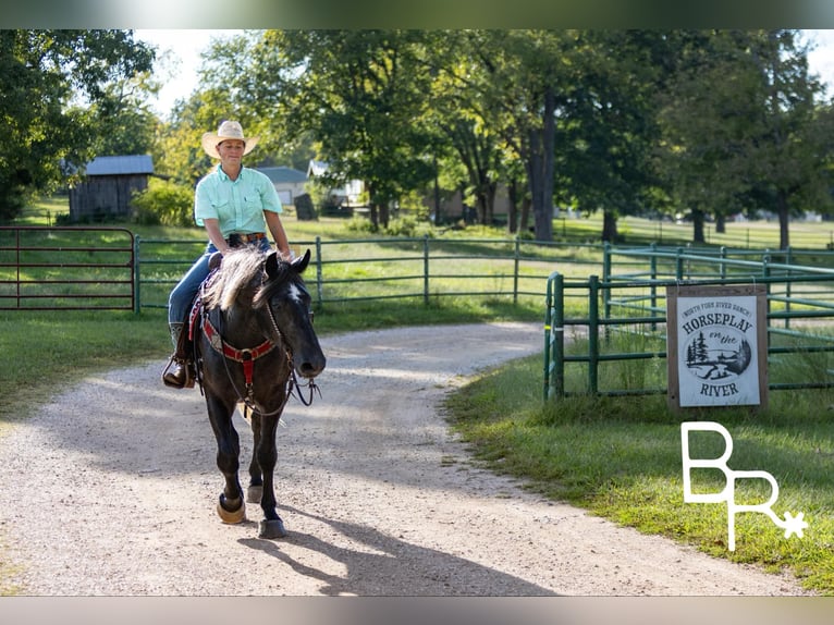 American Quarter Horse Castrone 4 Anni 165 cm Morello in Mountain Grove MO