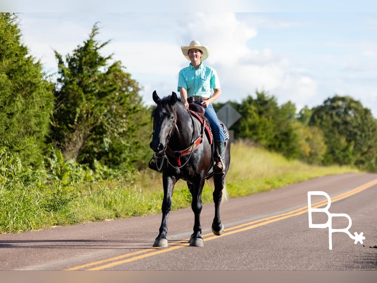 American Quarter Horse Castrone 4 Anni 165 cm Morello in Mountain Grove MO