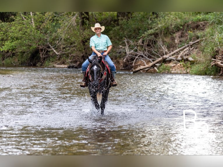 American Quarter Horse Castrone 4 Anni 165 cm Morello in Mountain Grove MO