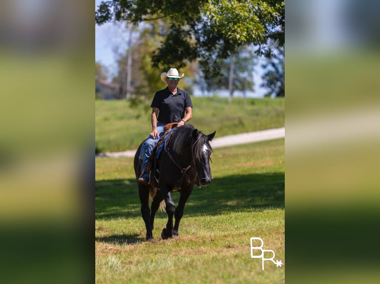 American Quarter Horse Castrone 4 Anni 165 cm Morello in Mountain Grove MO