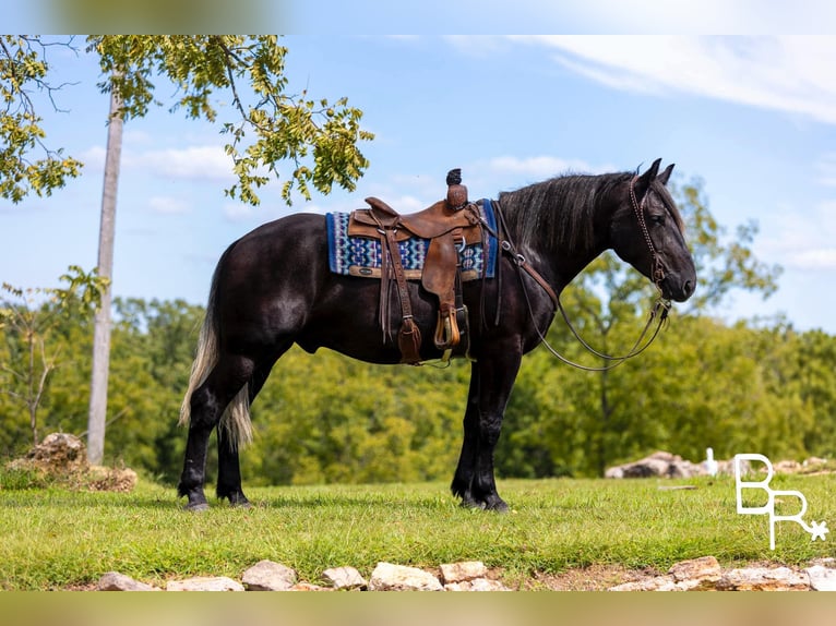 American Quarter Horse Castrone 4 Anni 165 cm Morello in Mountain Grove MO