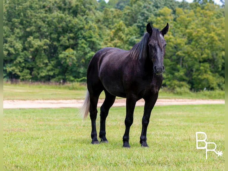 American Quarter Horse Castrone 4 Anni 165 cm Morello in Mountain Grove MO