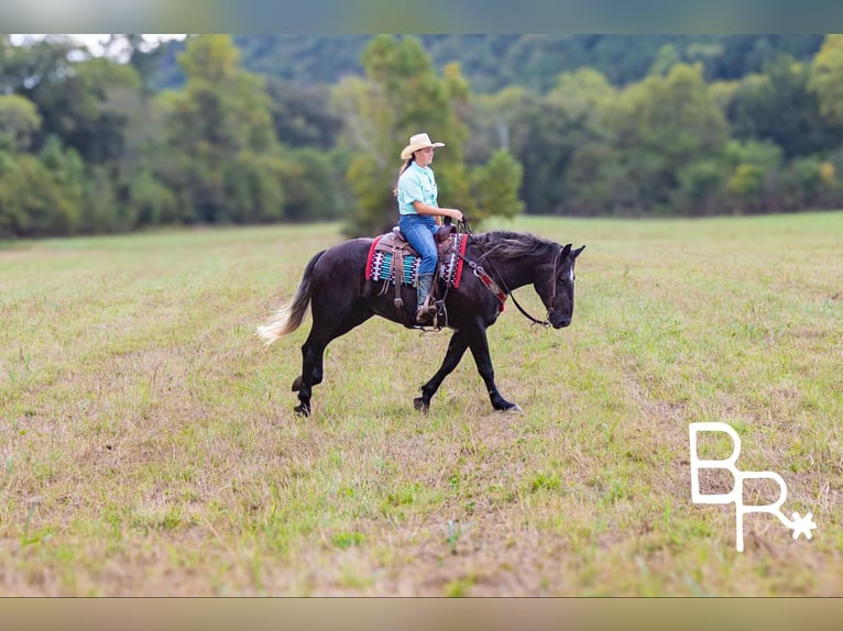 American Quarter Horse Castrone 4 Anni 165 cm Morello in Mountain Grove MO