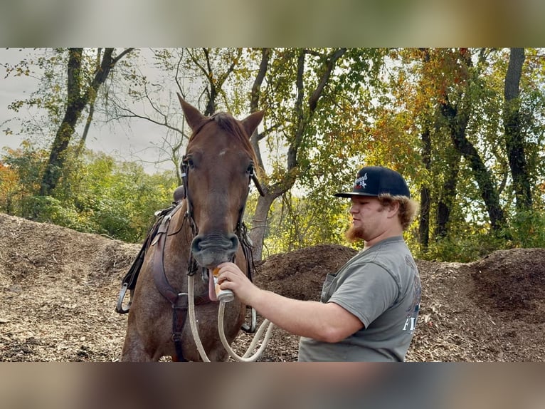 American Quarter Horse Mix Castrone 4 Anni 165 cm Roano rosso in Gap