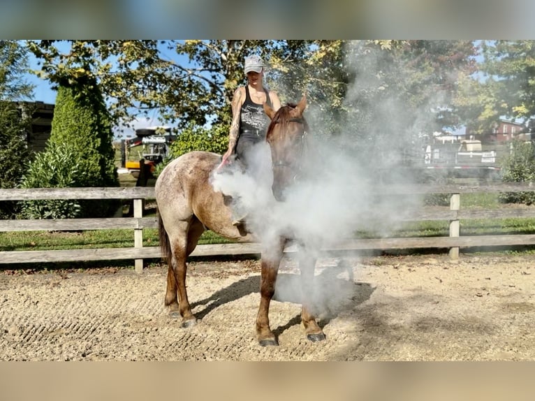 American Quarter Horse Mix Castrone 4 Anni 165 cm Roano rosso in Gap American Quarter Horse Mix Castrone 4 Anni 165 cm Roano rosso in Gap