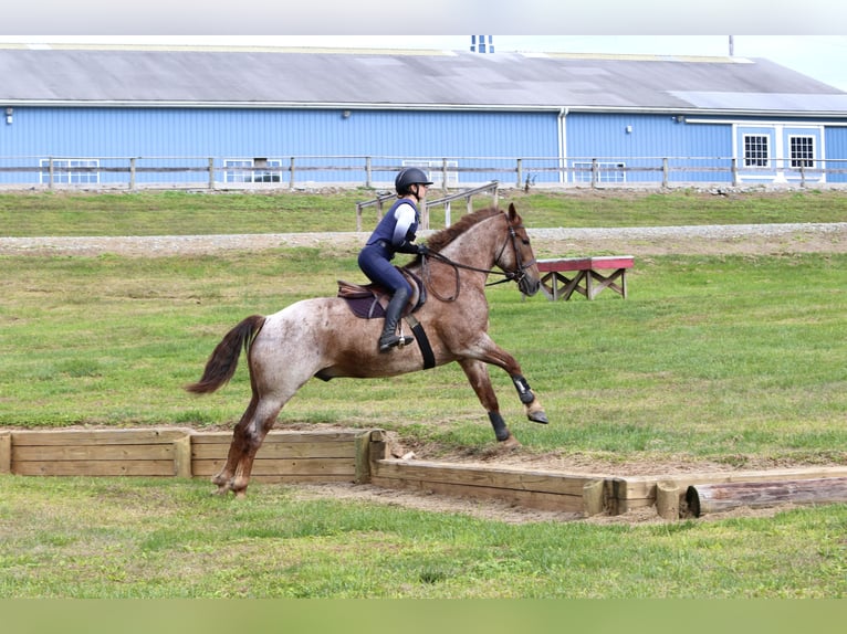 American Quarter Horse Mix Castrone 4 Anni 165 cm Roano rosso in Gap American Quarter Horse Mix Castrone 4 Anni 165 cm Roano rosso in Gap