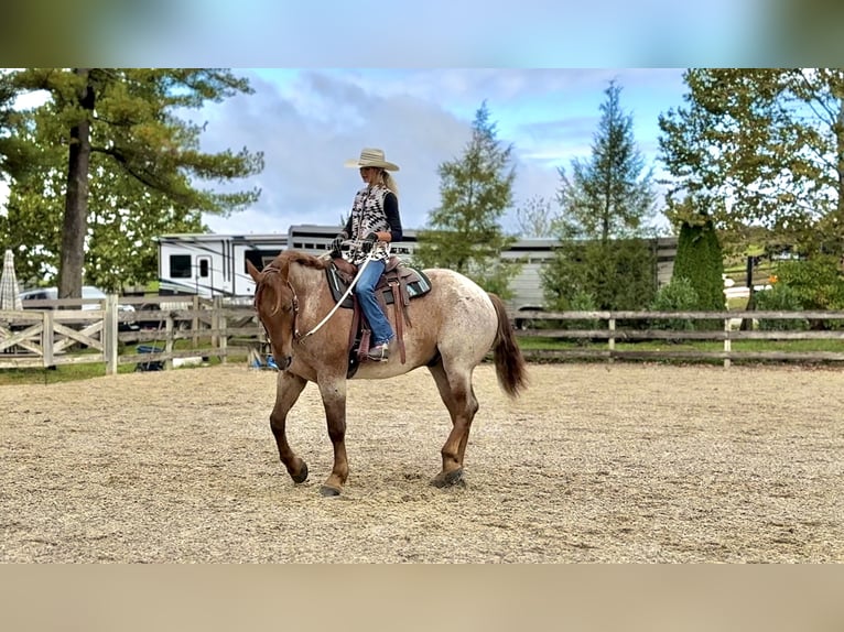 American Quarter Horse Mix Castrone 4 Anni 165 cm Roano rosso in Gap American Quarter Horse Mix Castrone 4 Anni 165 cm Roano rosso in Gap