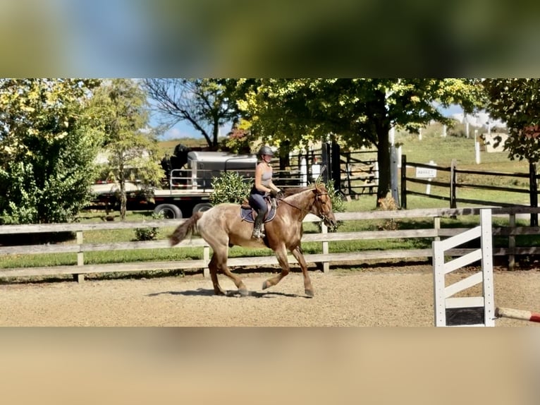 American Quarter Horse Mix Castrone 4 Anni 165 cm Roano rosso in Gap American Quarter Horse Mix Castrone 4 Anni 165 cm Roano rosso in Gap