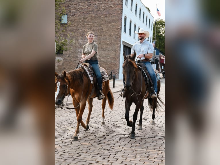 American Quarter Horse Castrone 4 Anni 168 cm Falbo in Dalton, OH