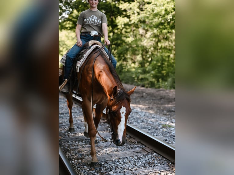 American Quarter Horse Castrone 4 Anni 168 cm Falbo in Dalton, OH