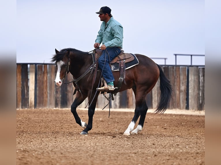 American Quarter Horse Castrone 4 Anni Baio ciliegia in Waco