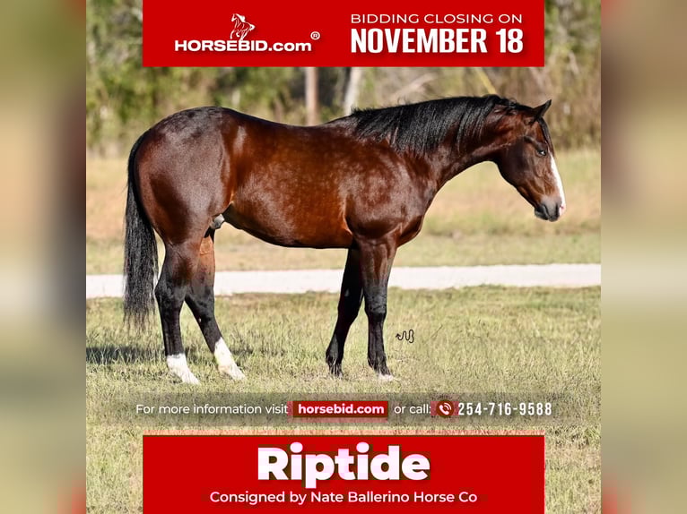 American Quarter Horse Castrone 4 Anni Baio ciliegia in Waco