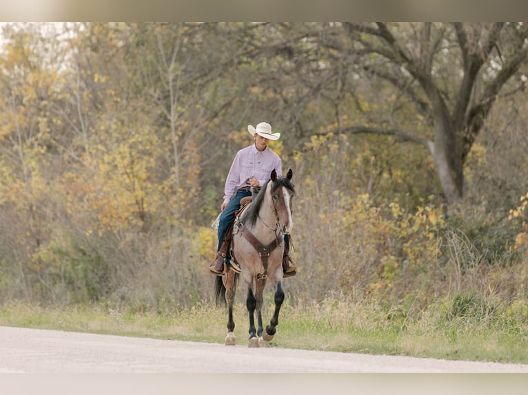 American Quarter Horse Castrone 4 Anni Baio roano in Decorah