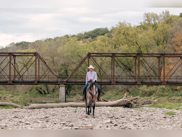 American Quarter Horse Castrone 4 Anni Baio roano in Decorah