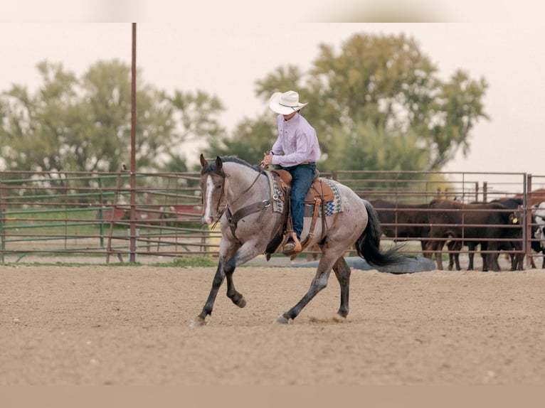 American Quarter Horse Castrone 4 Anni Baio roano in Decorah