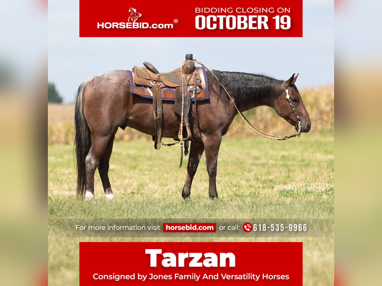 American Quarter Horse Castrone 4 Anni Baio roano in Lampasas