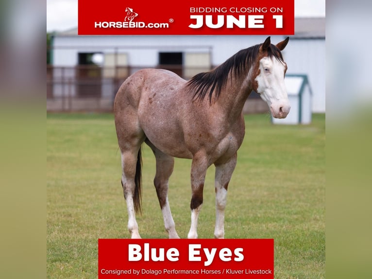 American Quarter Horse Castrone 4 Anni Baio roano in Ripley