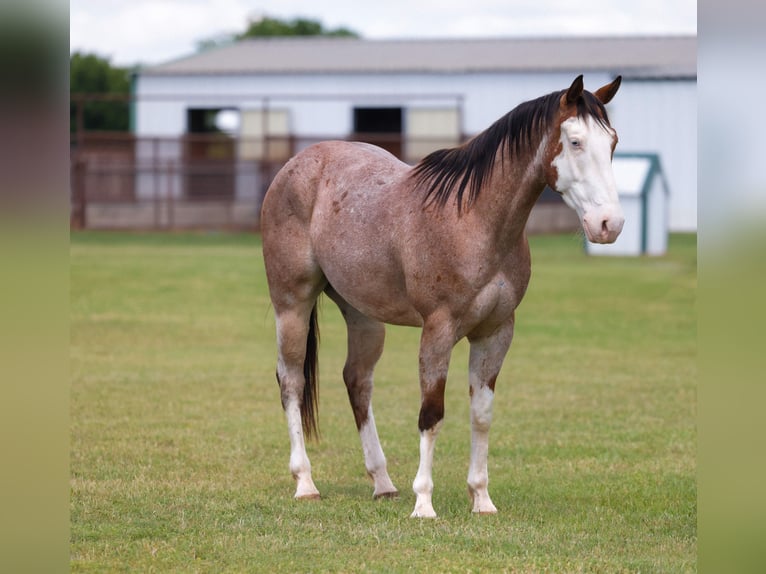 American Quarter Horse Castrone 4 Anni Baio roano in Ripley