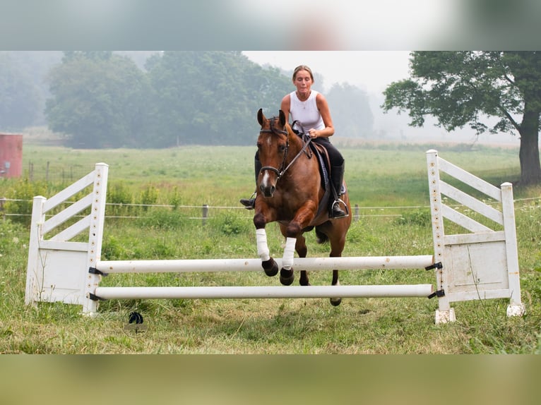 American Quarter Horse Castrone 4 Anni Falbo in Fredericksburg