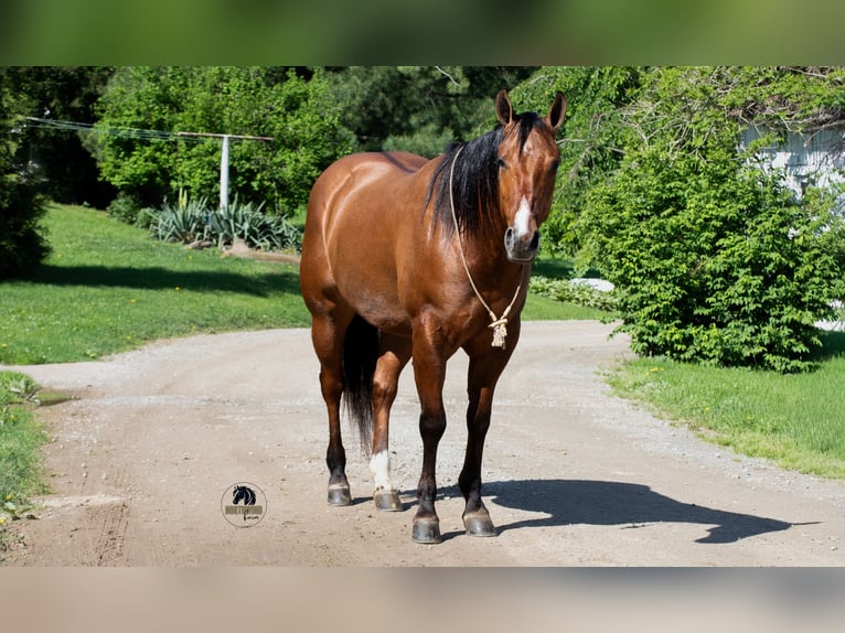 American Quarter Horse Castrone 4 Anni Falbo in Fredericksburg