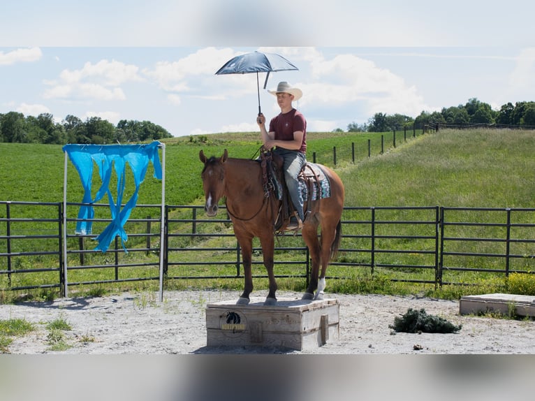 American Quarter Horse Castrone 4 Anni Falbo in Fredericksburg