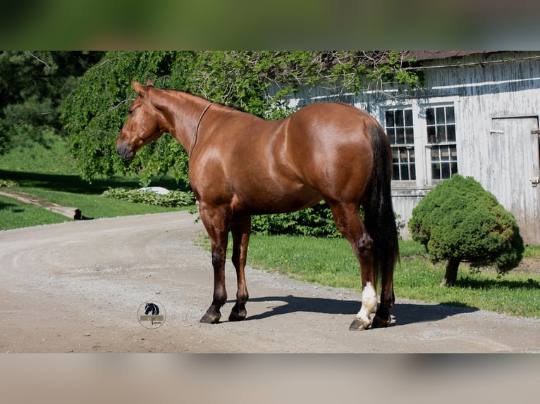 American Quarter Horse Castrone 4 Anni Falbo in Fredericksburg