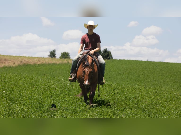 American Quarter Horse Castrone 4 Anni Falbo in Fredericksburg