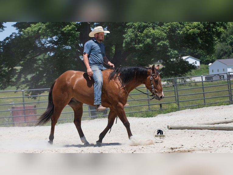American Quarter Horse Castrone 4 Anni Falbo in Fredericksburg