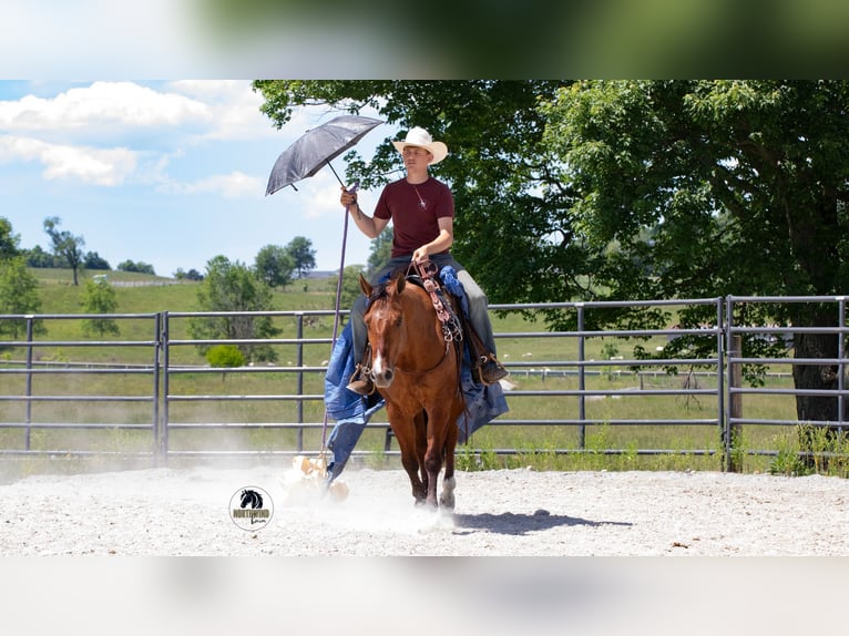 American Quarter Horse Castrone 4 Anni Falbo in Fredericksburg
