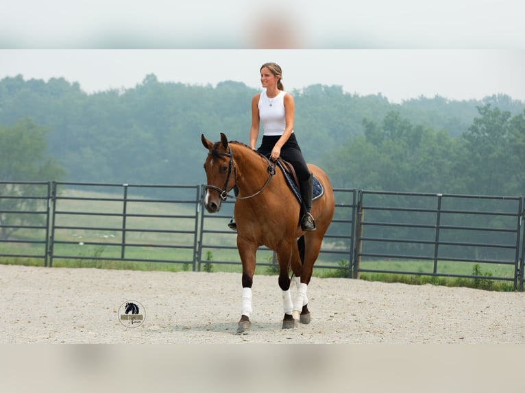 American Quarter Horse Castrone 4 Anni Falbo in Fredericksburg