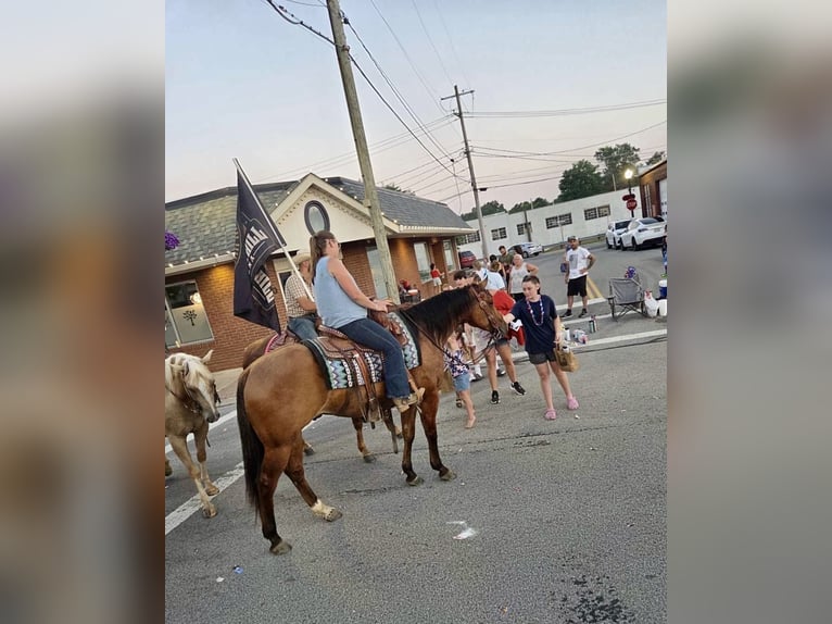 American Quarter Horse Castrone 4 Anni Falbo in Fredericksburg