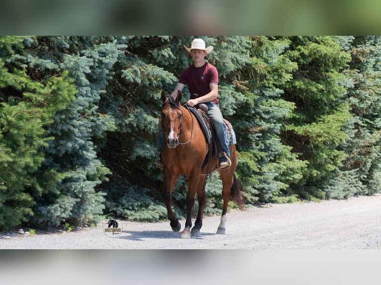 American Quarter Horse Castrone 4 Anni Falbo in Fredericksburg