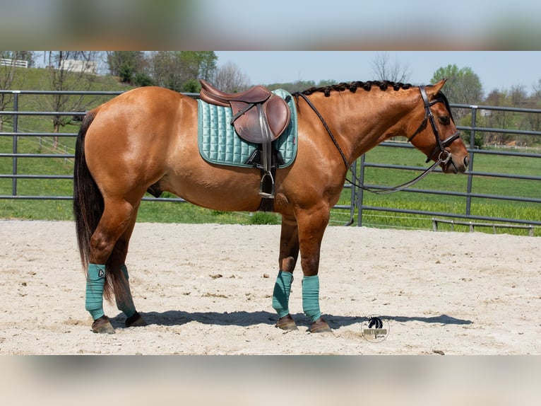 American Quarter Horse Castrone 4 Anni Falbo in Fredericksburg, OH