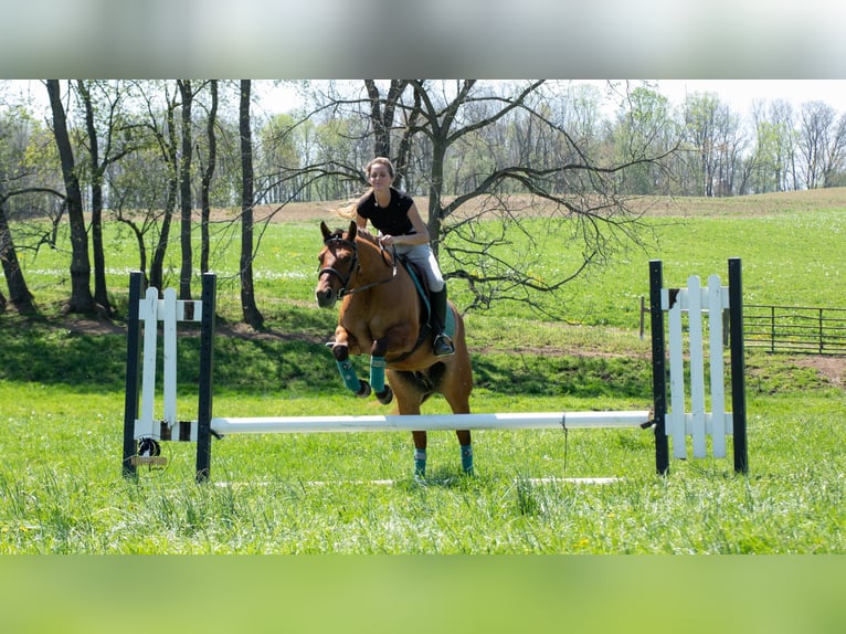American Quarter Horse Castrone 4 Anni Falbo in Fredericksburg, OH