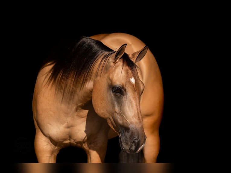 American Quarter Horse Castrone 4 Anni Falbo in Canyon