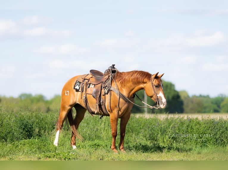 American Quarter Horse Castrone 4 Anni Falbo in Lewistown
