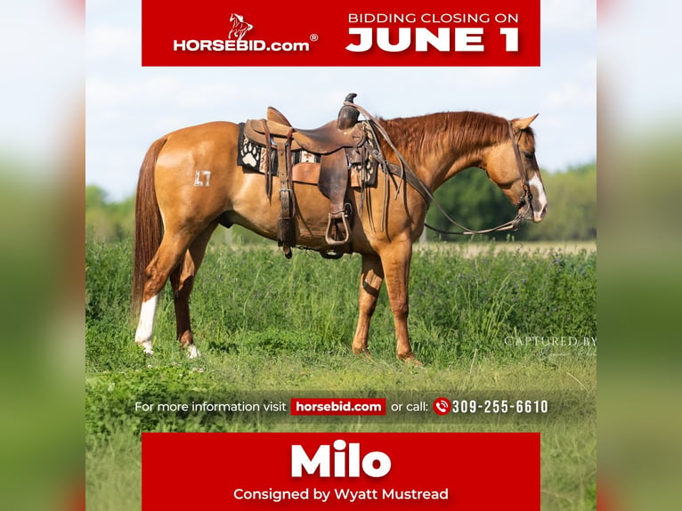 American Quarter Horse Castrone 4 Anni Falbo in Lewistown