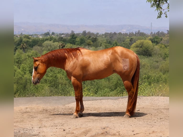 American Quarter Horse Castrone 4 Anni Falbo in Norco