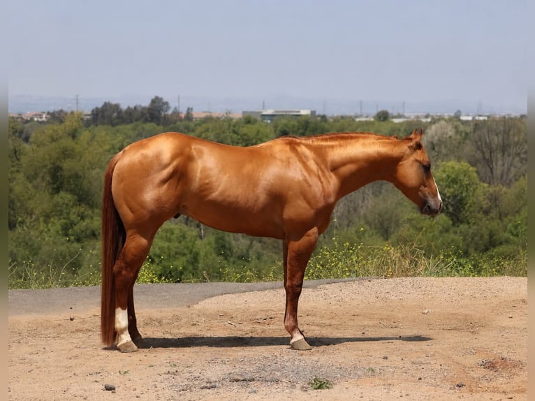 American Quarter Horse Castrone 4 Anni Falbo in Norco