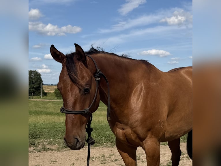 American Quarter Horse Castrone 4 Anni Falbo in Shelbina