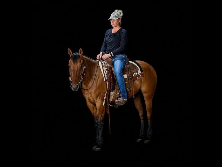American Quarter Horse Castrone 4 Anni Falbo in Shelbina