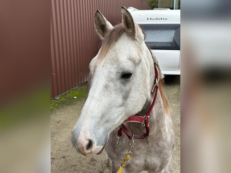 American Quarter Horse Castrone 4 Anni Grigio in Herentals