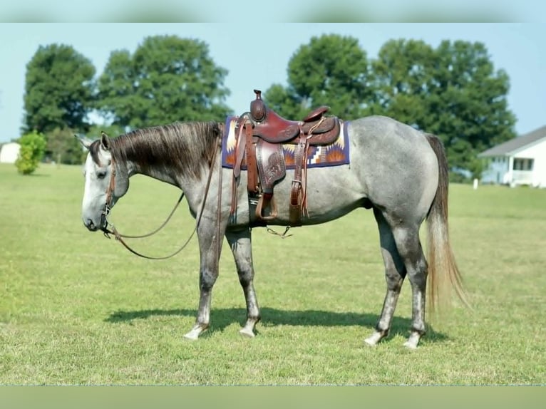 American Quarter Horse Castrone 4 Anni Grigio in Mount Vernon