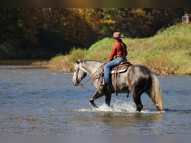 American Quarter Horse Castrone 4 Anni Grigio pezzato in Clarion